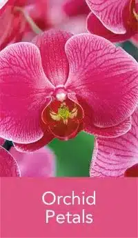 Fragrance Orchid Petals