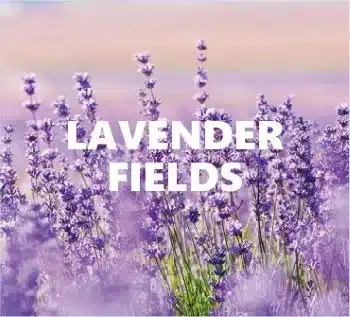 Fragrances lavender fields